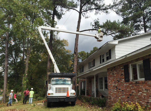 How Our Tree Care Process Works  in  Odessa, TX